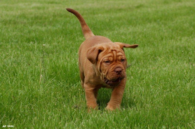 Pup in gras.jpg